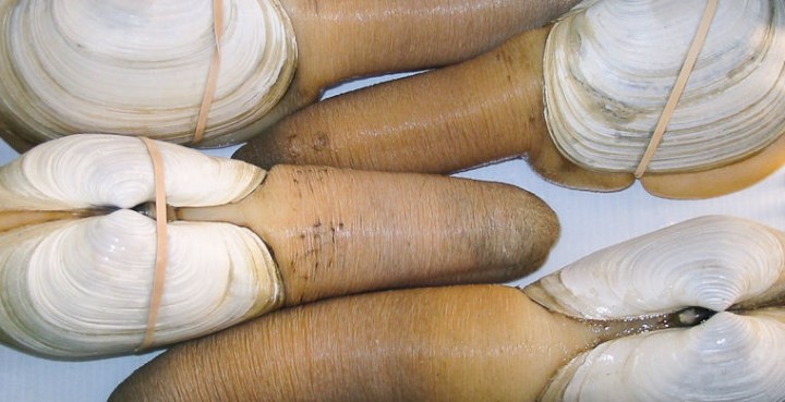 брюхоногий моллюск гуидак 