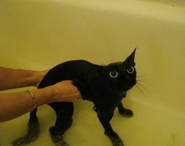 Хвостатый Лексус Хвостатый Лексус