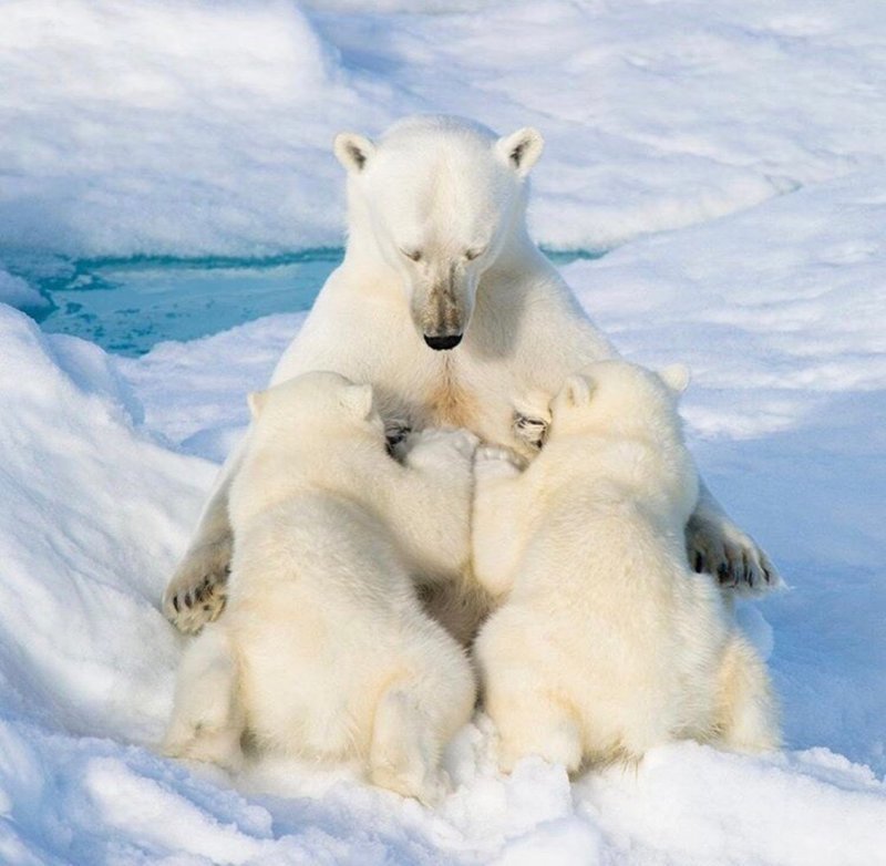 Белая медведица с медвежатами детеныши, дети, животные, забота, звери