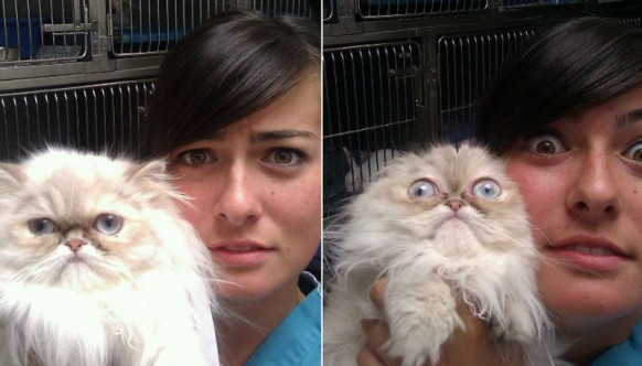 50 котиков, которые только что осознали, что их привели к ветеринару