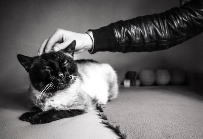 Счастливые кошки Счастливые кошки