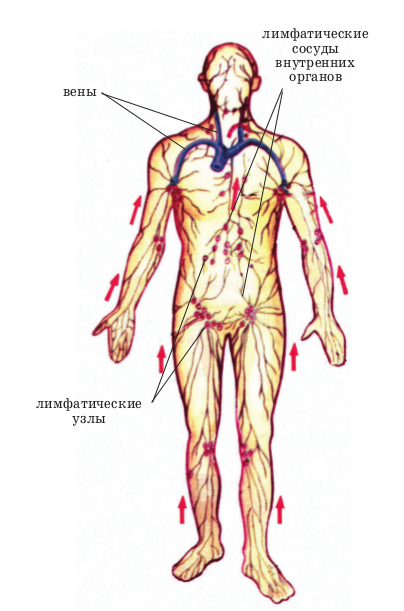 Как разогнать лимфу? Действенные приемы и способы! лимфатической, жидкости, лимфы, всего, массаж, только, очень, организме, лимфосистемы, системы, движение, когда, происходит, нужно, клетки, капилляры, очередь, целом, также, течение