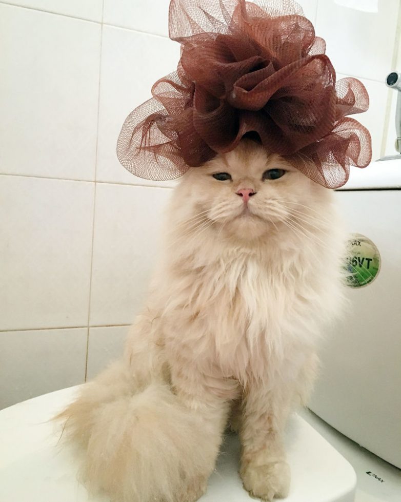 Кот, который обожает принимать душ