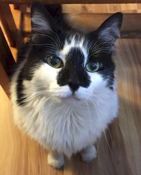 кошки с удивительным рисунком на шерсти