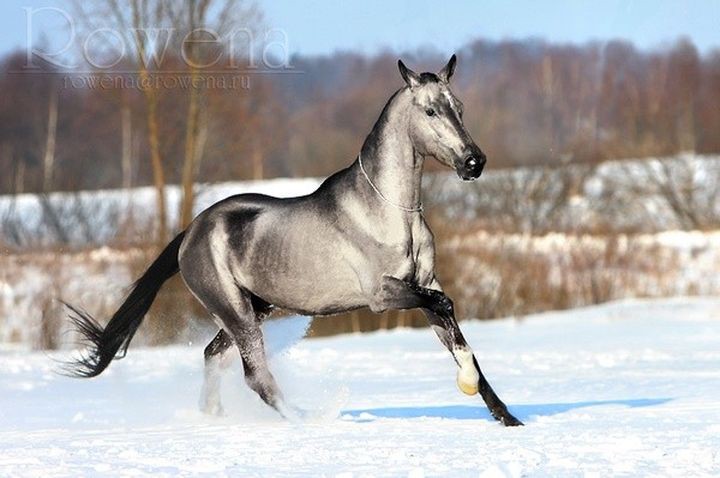 Серебристо-буланая животные, лошадь