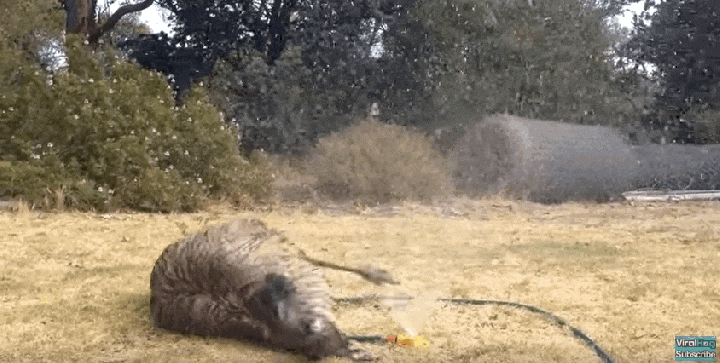 эму и дождевальная установка