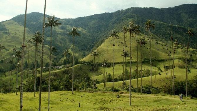 Долина восконосных пальм в Колумбии 