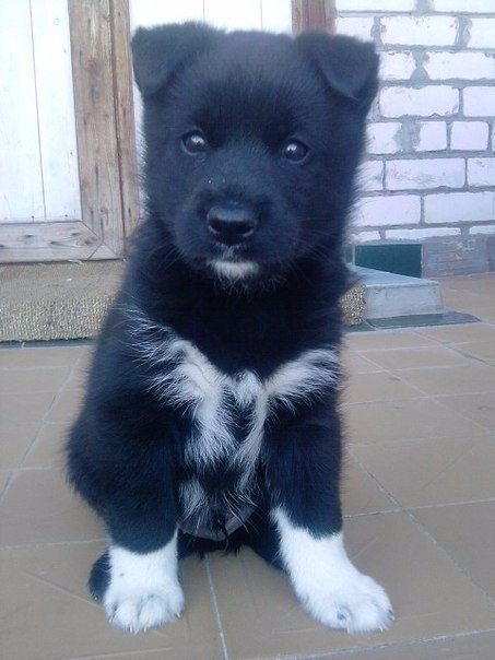 Забавная подборка классных фотографий и смешных картинок с надписями 