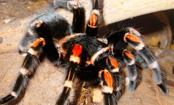 Тарантул: как живет король пауков