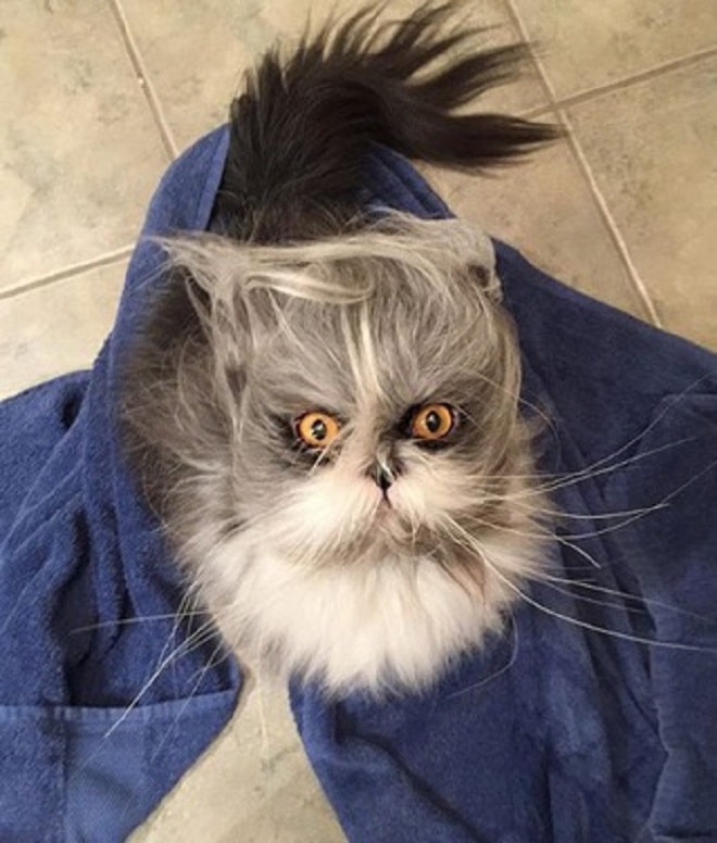 Удивленный кот