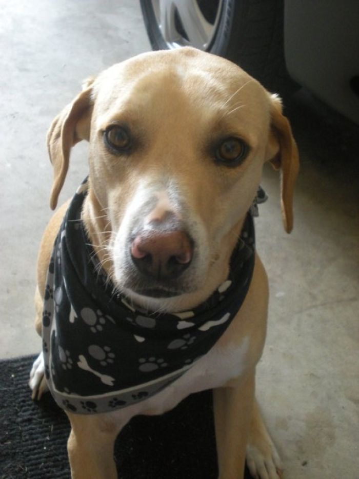 Cooper The Super Pooper. The Hero Dog Who Saved Me From Drowning And Detected My Heart Attack Before I Knew It
