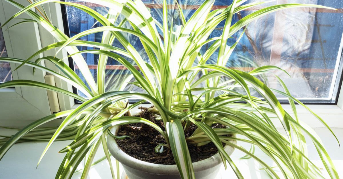 Что происходит в домах, где растет хлорофитум комнатные растения,полезные советы