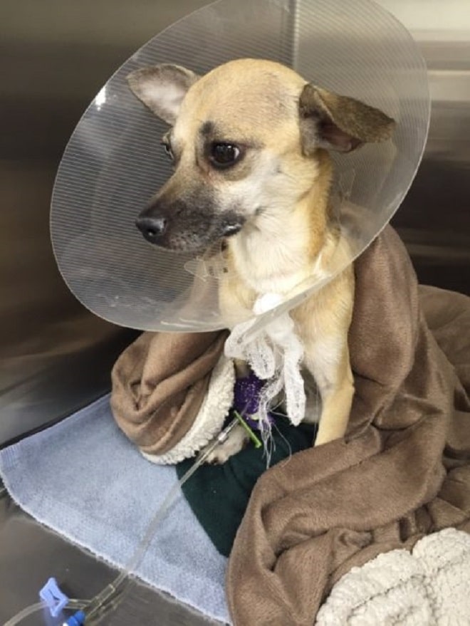 Худая бездомная собака не ела, и доктор сказал, почему. Ей нужна была операция Худая бездомная собака не ела, и доктор сказал, почему. Ей нужна была операция