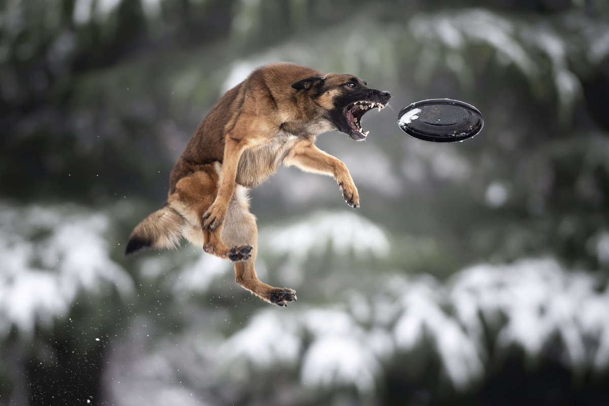Супер собаки в фотографиях Клаудио Пикколи Итальянский, гораздо, требует, громадного, терпенияПикколи, говорит, основательно, готовится, сессиям, путешествует, своими, кадрами, мнению, фотография, нечто, большее, стало, просто, замораживание, действия