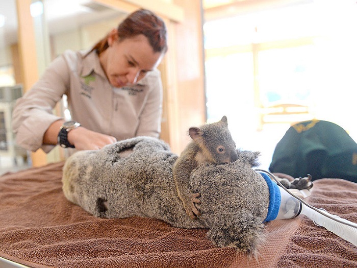 6-месячный детеныш коалы обнимает маму на операционном столе.
