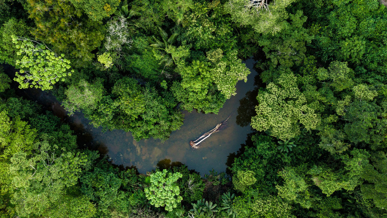 Дождевые леса Амазонии, Перу