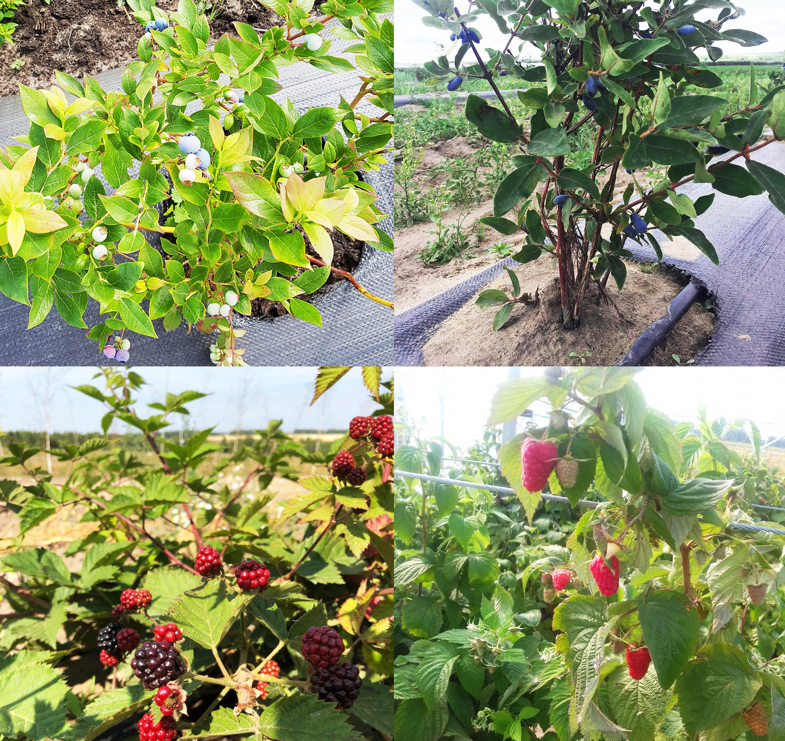 Подробно о выращивании ягод в промышленных масштабах