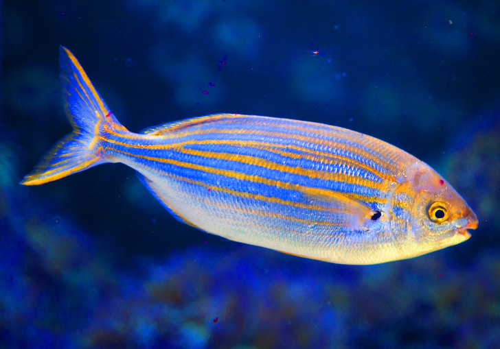 12 фактов, которые удивят покруче любого сюжета от BBC