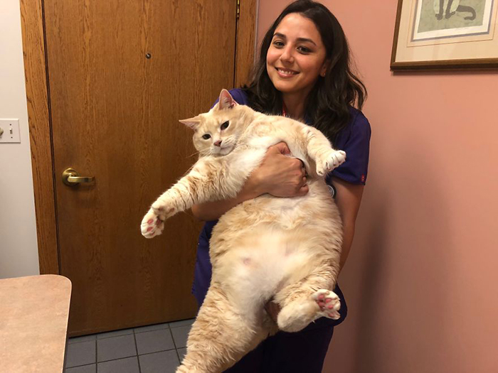 Американская пара взяла из приюта очень толстого кота, чтобы помочь ему похудеть
