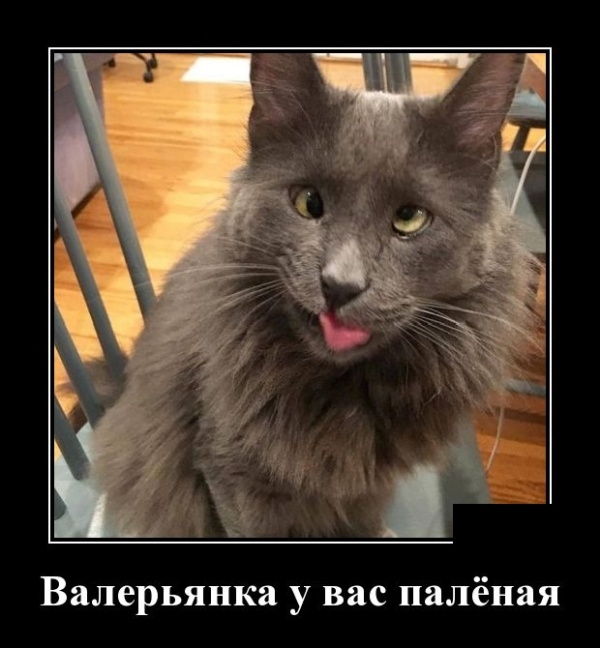 Демотиваторы на 12 февраля Демотиваторы на 12 февраля