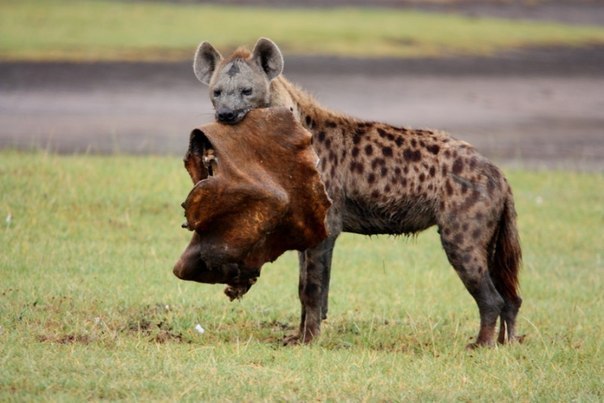 Выбираете на свой вкус любое количество Выбираете на свой вкус любое количество заграница,путешествие,страны,туризм