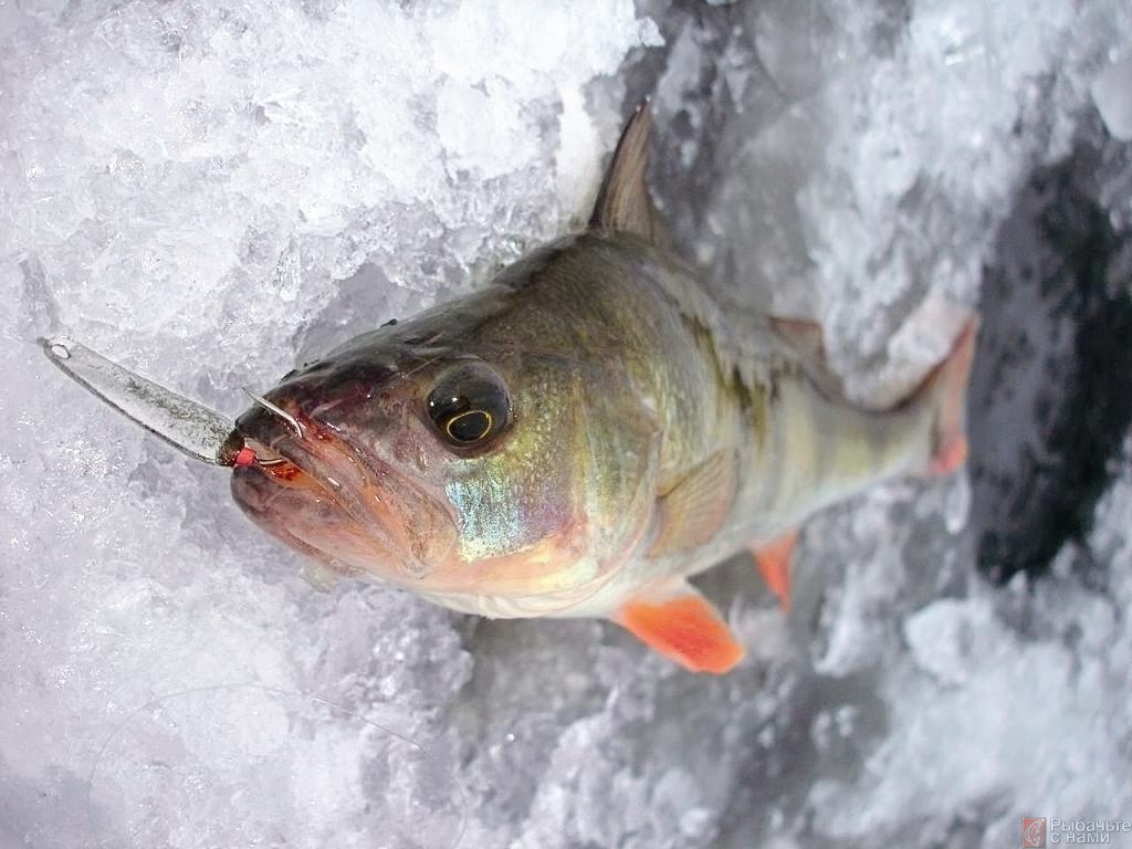 Рыбалка зимой окуня на мормышку