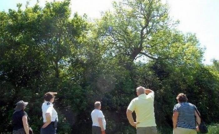 Собака на дереве Собака на дереве