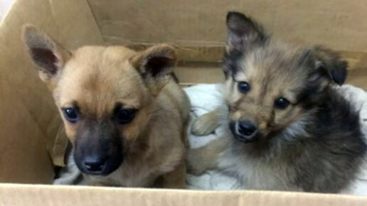 Дай вам Бог!