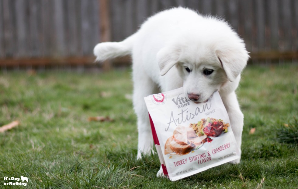 This Thanksgiving, I'm sharing 10 reasons I'm thankful for my Great Pyrenees. I found the pyrfect way to show them how much I care - through Vita Bone Artisanal Treats.