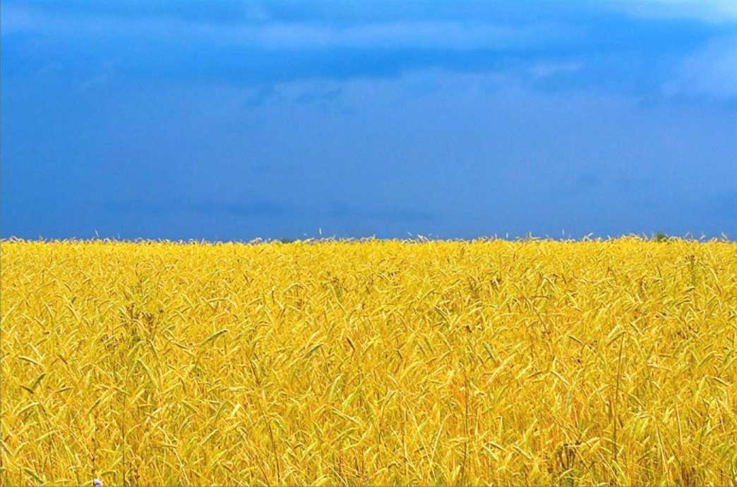 поле пшеницы. пшеничка колосок рожь колос. поле рожь. украинское поле. желтое поле пшеницы.