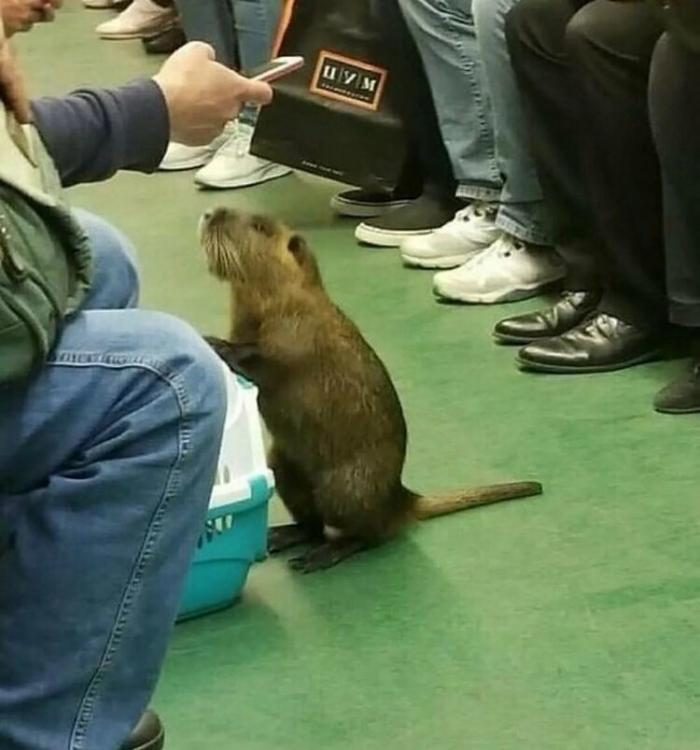 Иностранцам не понять позитив,смешные картинки,юмор