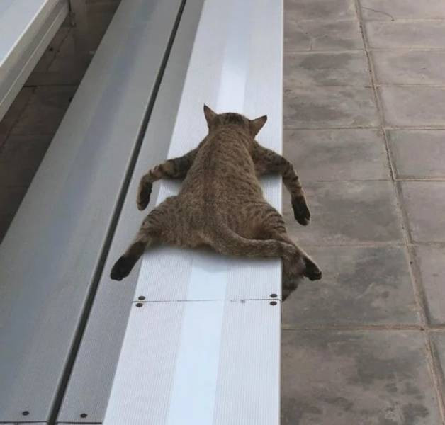 Делаю что хочу! Делаю что хочу!