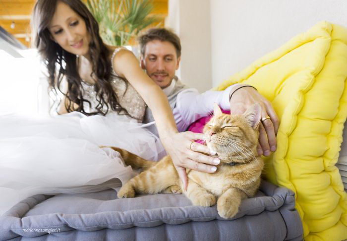 Счастливые кошки Счастливые кошки