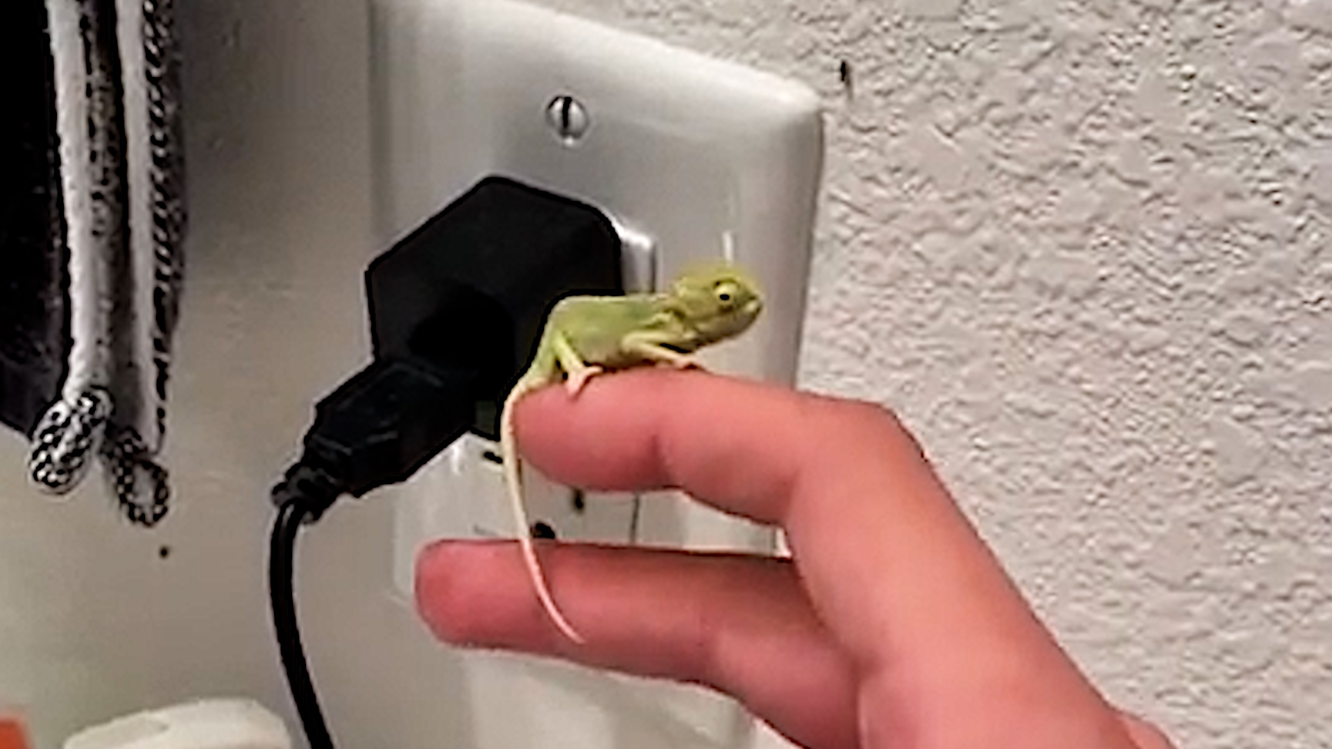 Американец борется с насекомыми с помощью крохотных хамелеонов