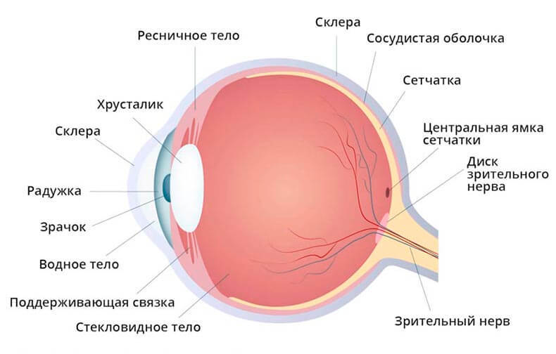 Что такое отслоение сетчатки: причины и профилактика 304