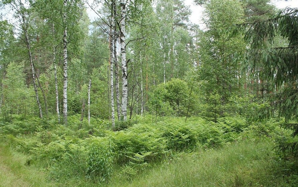 Летние прогулки в поисках грибов грибы, лес, лето