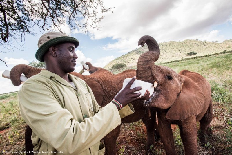 Осиротевшим слонятам доказали, что не все люди жестоки