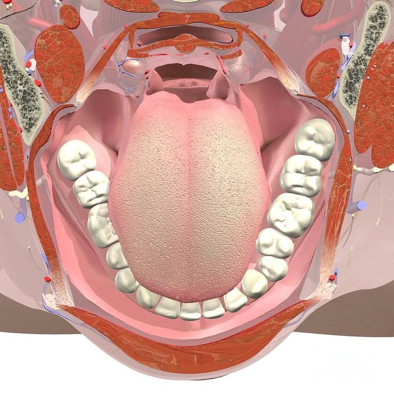 6 проблем в полости рта, за которыми скрываются другие заболевания здоровье, организм, полость рта