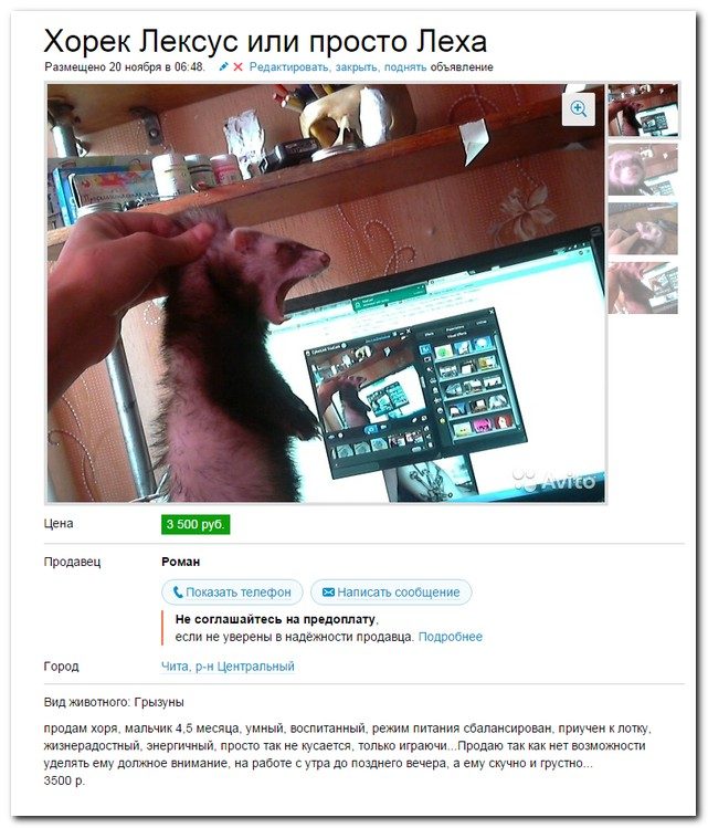 Классные приколы на Авито