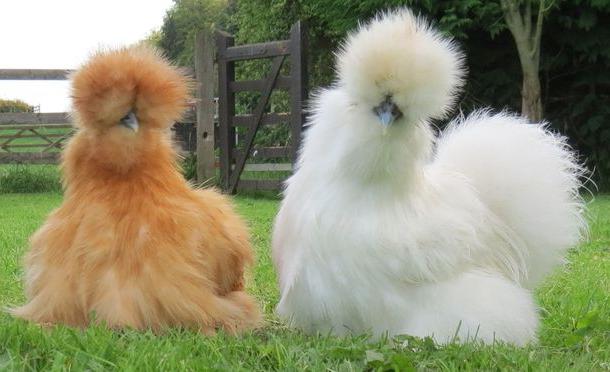 ÐÑлиÑие белÑÑ
и коÑиÑневÑÑ
кÑÑинÑÑ
ÑиÑ