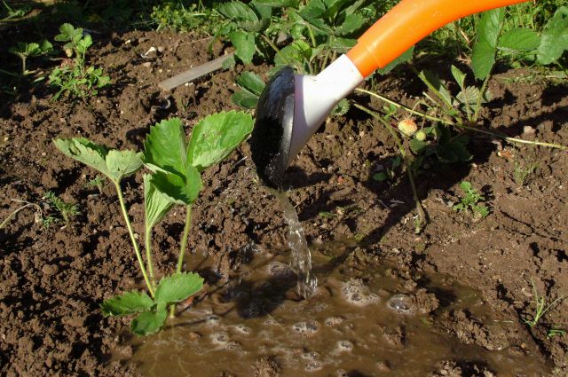 Сажаем землянику. Как правильно обновить или создать ягодную поляну