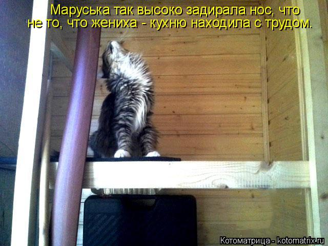 Котоматрица: Маруська так высоко задирала нос, что не то, что жениха - кухню находила с трудом.