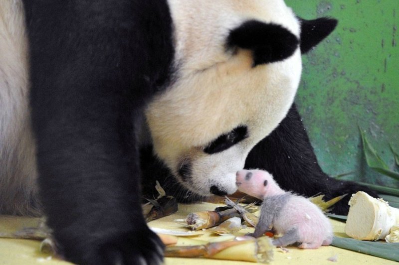 Панда детеныши, дети, животные, забота, звери
