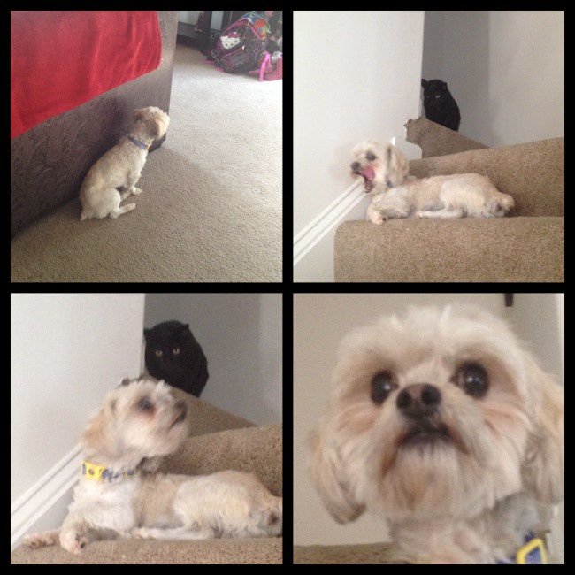 когда собаки беззащитны перед кошками