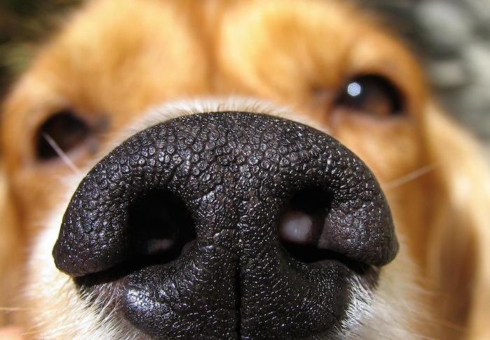 33 способа вывести запах собаки из квартиры