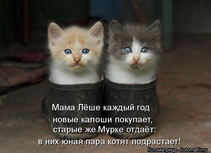 Котоматрица: Мама Лёше каждый год  новые калоши покупает,  старые же Мурке отдаёт:  в них юная пара котят подрастает!