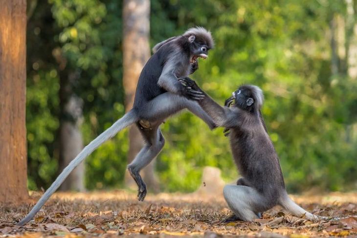 Самые смешные фотографии дикой природы 2018, Comedy Wildlife Photo Awards