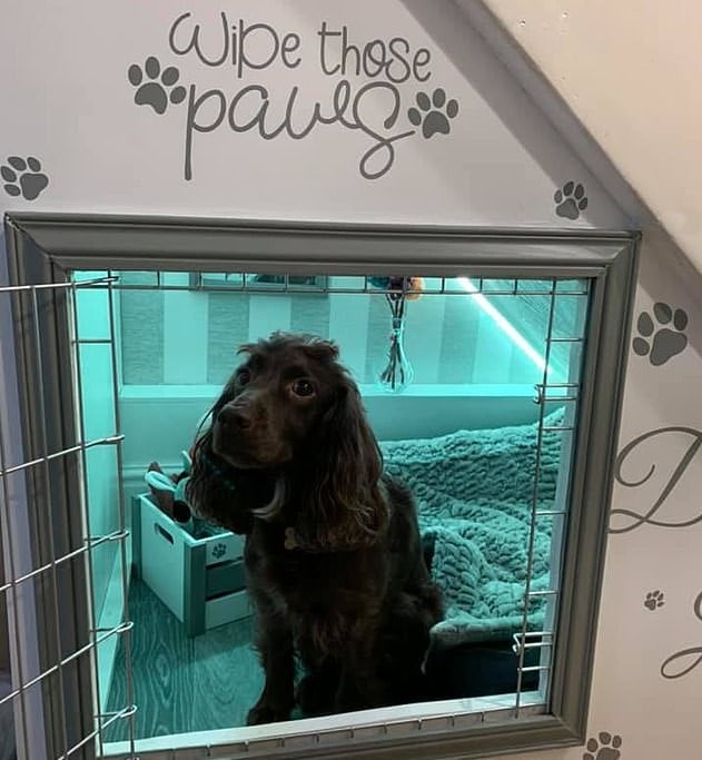 собака в домике