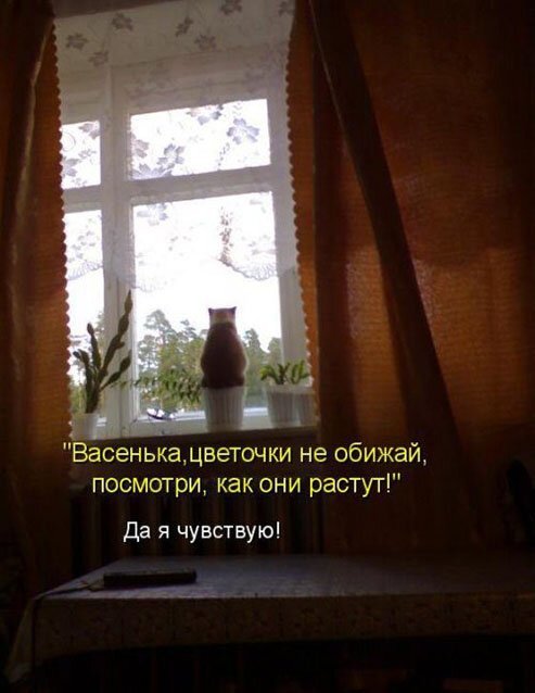 Первым, что бросилось Сереге в глаза, был кот. И последним демотиваторы,животные,позитив,Смешные животные,юмор