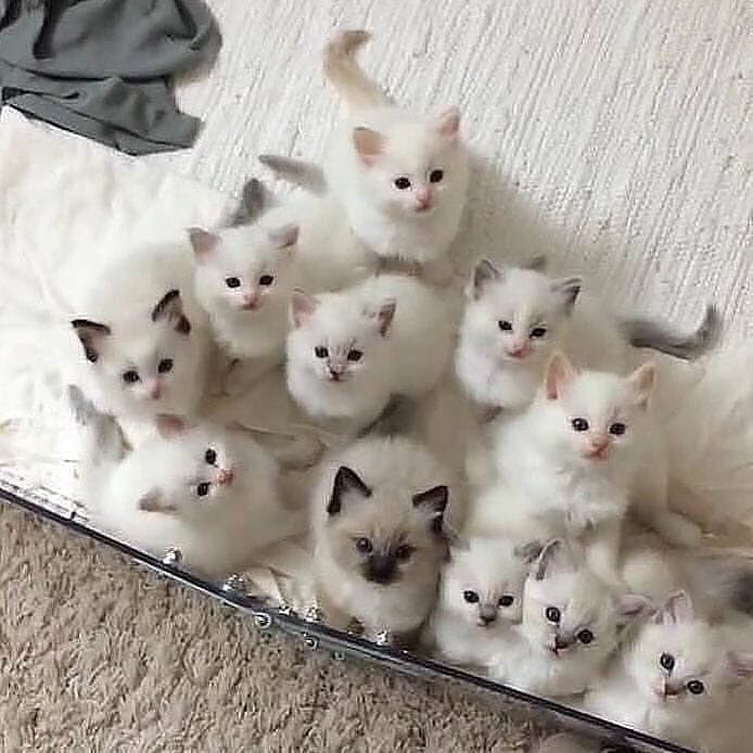 20 фото милейших котят, которые растопят сердце любого кот, котенок, кошка, милый